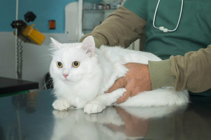Sânge în urină a unei pisici cauze si tratament