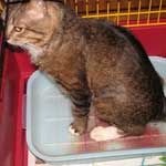 Sânge în urină a unei pisici cauze, simptome, diagnostic, tratament, prevenire, servicii veterinare