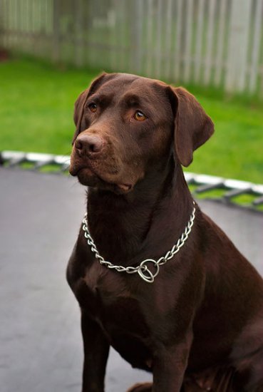 Labrador Retriever - descrierea rasei, fotografii, îngrijire corespunzătoare, alegerea numelui pentru un câine