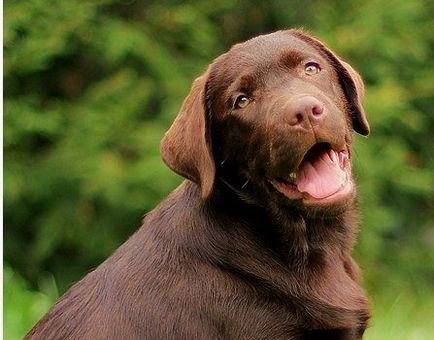 Labrador Retriever - descrierea rasei, fotografii, îngrijire corespunzătoare, alegerea numelui pentru un câine