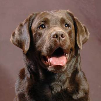 Labrador Retriever - descrierea rasei, fotografii, îngrijire corespunzătoare, alegerea numelui pentru un câine