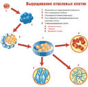 Terapia cu celule stem