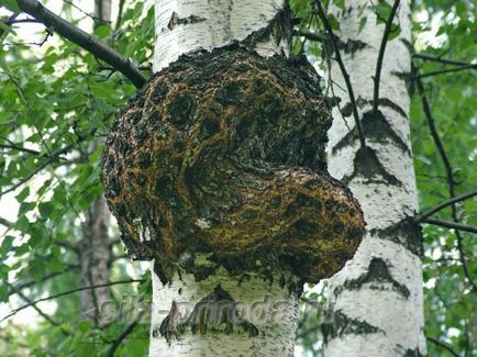 Tratamentul pe bază de plante Sfaturi