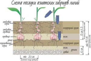 Crini transplant în primăvară, în grădina de flori (crini) Crini de transplanturi de flori de primavara in gradina