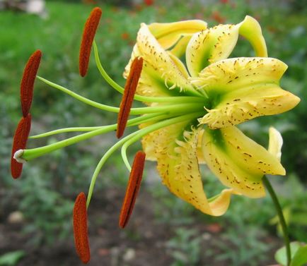 plantare Lily și de îngrijire, cultivare, propagare, transplantare, tăiere, specii, soiuri, plante fotografie