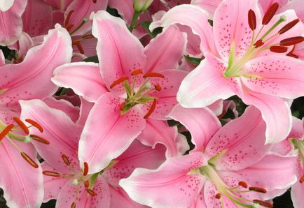 plantare Lily și de îngrijire, cultivare, propagare, transplantare, tăiere, specii, soiuri, plante fotografie