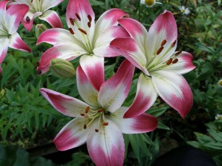 plantare Lily și de îngrijire, cultivare, propagare, transplantare, tăiere, specii, soiuri, plante fotografie