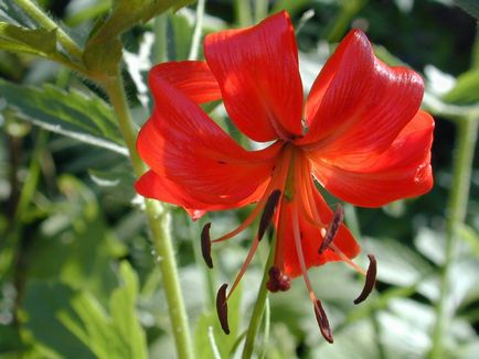 plantare Lily și de îngrijire, cultivare, propagare, transplantare, tăiere, specii, soiuri, plante fotografie