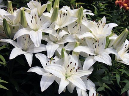 plantare Lily și de îngrijire, cultivare, propagare, transplantare, tăiere, specii, soiuri, plante fotografie