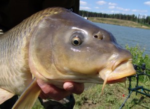 Prinderea crap și crap secrete de pescuit pe lacurile