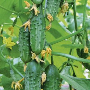 Cele mai bune soiuri de castraveți cu fotografii și descriere, soiuri de castraveți pentru semințe autogame sol deschis