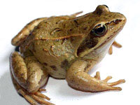 iarbă Frog, lac, broaște acosta păstrarea în captivitate, grijă de broasca feed-
