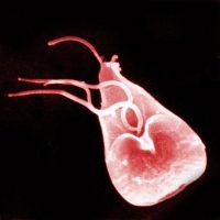 Giardia simptomelor copiilor și tratamentul giardiozei la un copil