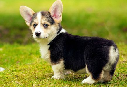 câini de rasă mică pentru lista de apartamente, cu fotografii și descriere