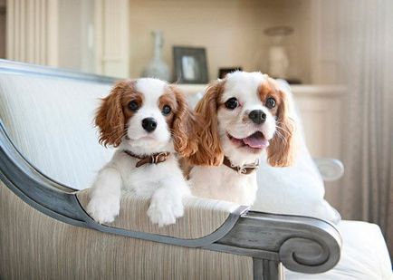 câini de rasă mică pentru lista de apartamente, cu fotografii și descriere