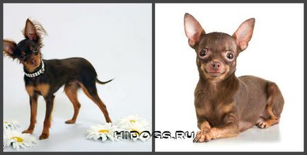 câini de rasă mică pentru apartamente, top cu fotografii
