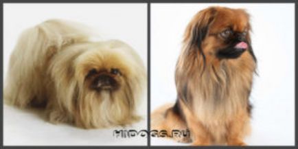 câini de rasă mică pentru apartamente, top cu fotografii