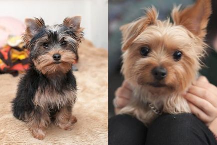 câini de talie mică pentru apartamente cu cele mai bune de rasa fotografie (top 10), „da laba“
