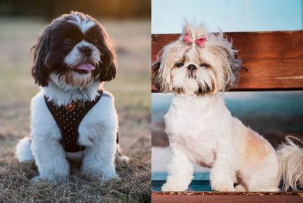 câini de talie mică pentru apartamente cu cele mai bune de rasa fotografie (top 10), „da laba“