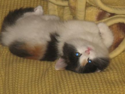 Capacitatea puțin cunoscută de pisici - pisici britanice felisei, terapia de animale