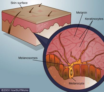 Melanina, care este - produse crește producția de melanină, ajutor și sfaturi