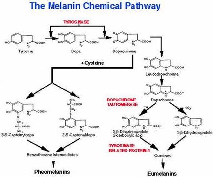 Melanina, care este - produse crește producția de melanină, ajutor și sfaturi