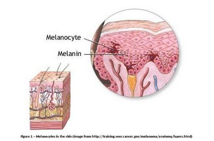 Melanina este ceea ce este - melanina umană, și nu știai