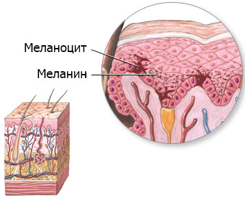 Melanina - funcția și de aplicare (melanina) Melanina - funcția și aplicarea