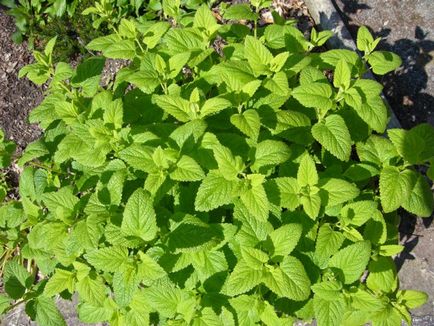 Melissa - de plantare și îngrijire de plante Melissa - de plantare și îngrijire de plante