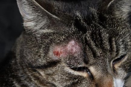 dermatita miliară la pisici - cauze, simptome, tratament