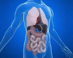 RMN-ul preparatului de organe abdomenului și retroperitoneale și arată