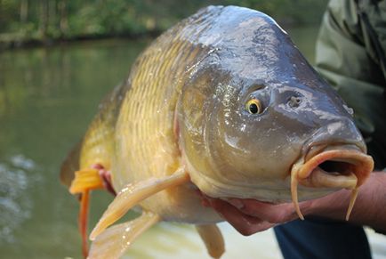 Ce bine Peck crap momeli pentru crap pe tava de alimentare, boilies, video pâine