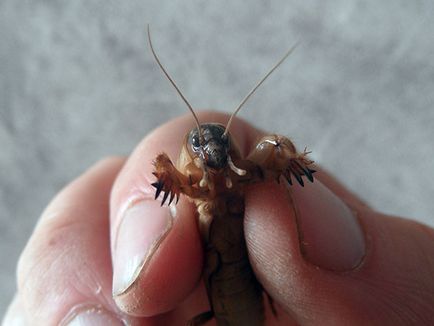 Insecte cricket - cum să lupte în grădină pentru a scăpa de greierii larve - descriere,