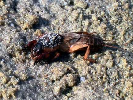 Insecte cricket - cum să lupte în grădină pentru a scăpa de greierii larve - descriere,