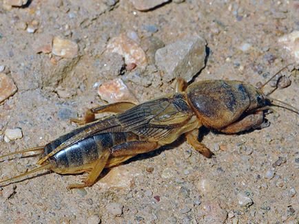 Insecte cricket - cum să lupte în grădină pentru a scăpa de greierii larve - descriere,