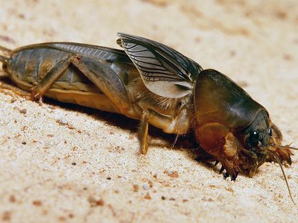 Insecte cricket - cum să lupte în grădină pentru a scăpa de greierii larve - descriere,