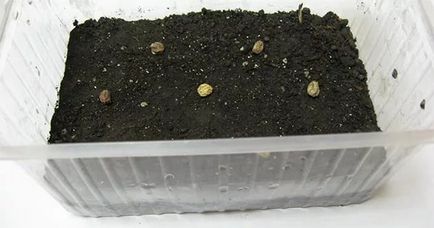 Nasturtium piperniciți în creștere din semințe