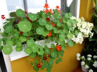 plantarea Nasturtium și propagarea semințelor de îngrijire la domiciliu