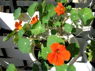 plantarea Nasturtium și propagarea semințelor de îngrijire la domiciliu