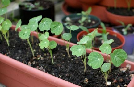 Nasturtium - în creștere din semințe 1