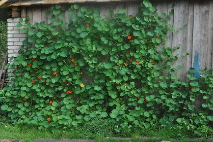 Nasturtium - în creștere din semințe 1