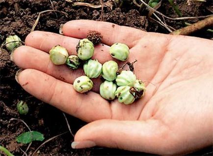 Nasturtium - în creștere din semințe