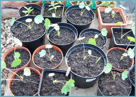 Nasturtium în creștere din semințe și când să planteze