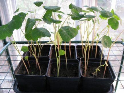Nasturtium în creștere din semințe atunci când plantare, cum să planteze