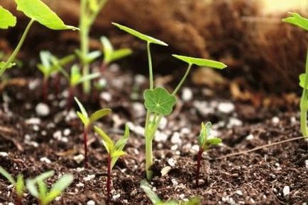 Nasturtium în creștere din semințe, de plantare, zi, rezident de vară