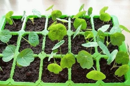Nasturtium în creștere din semințe, de plantare, zi, rezident de vară