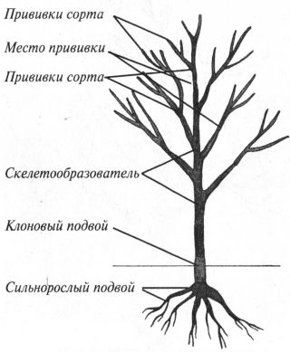 pere grefare neobișnuite