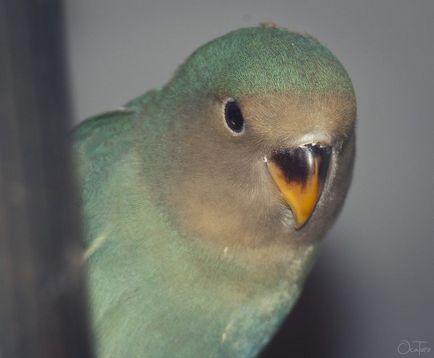 Lovebirds - portal despre papagali