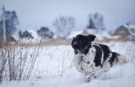 Terra Nova fotografie, câine rasa descriere standarde diver