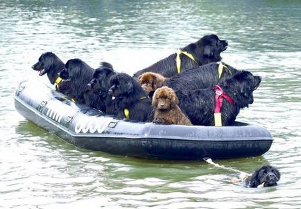 Newfoundland rasa de caine sau de scafandru